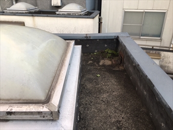 ドレンに苔が堆積しておりました